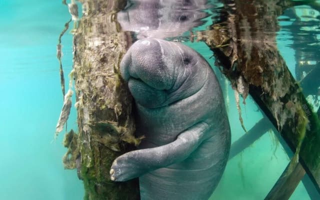 Crystal River Manatee Swimming Experience