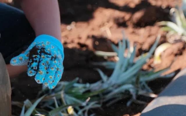 Maui Pineapple Planting Experience