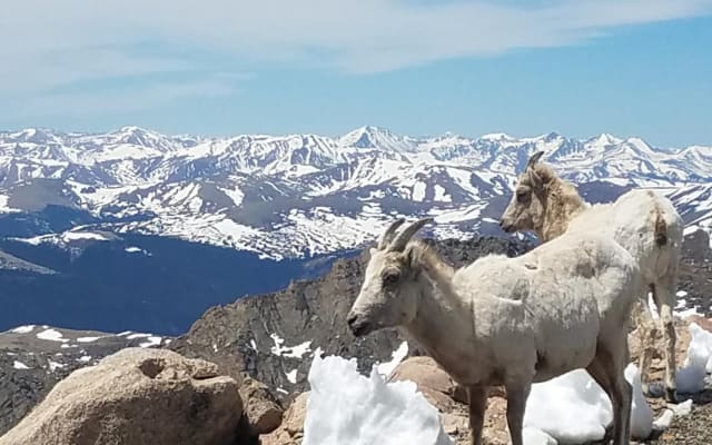 Mount Blue Sky Summit Adventure