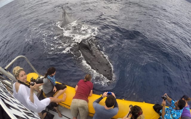 VIP Ultimate Whale Watch Tour