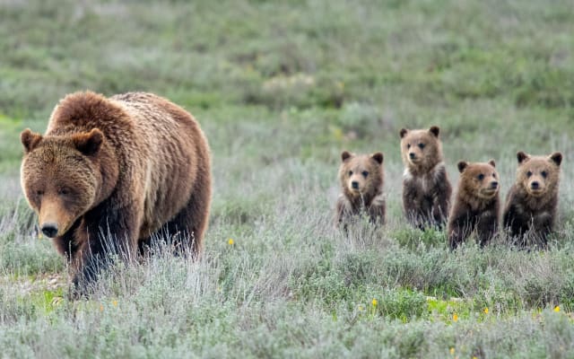 Grand Teton Sunrise Wildlife Tour