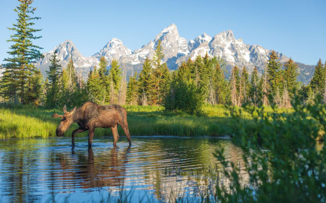 Private Grand Teton Wildlife Safari
