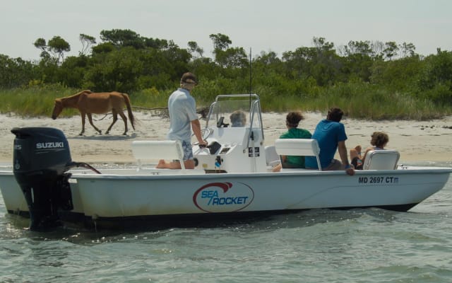 Assateague Island Pony Cruise