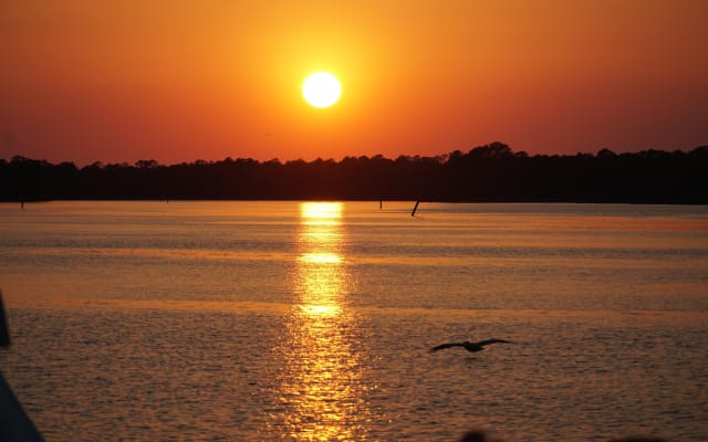 Dolphin and Nature Sunset Cruise from Orange Beach