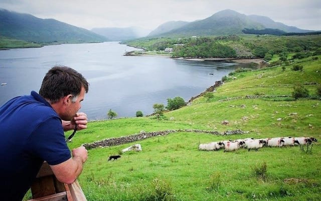 Traditional Sheep Farm Visit with Sheepdog Demo in Galway