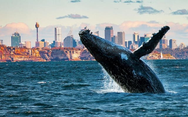 Sydney Private Whale-Watching Tour
