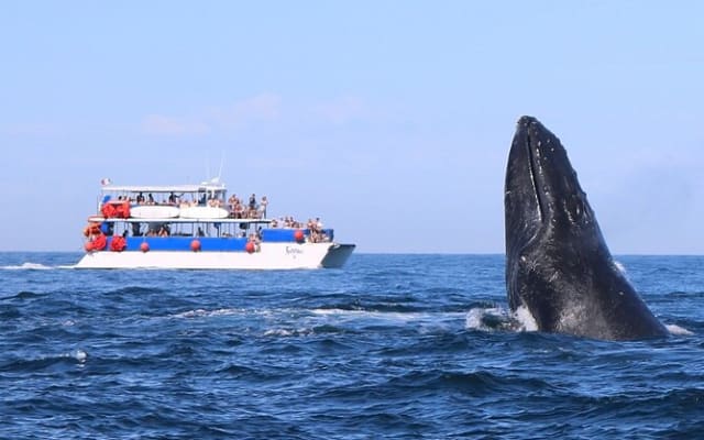 Puerto Vallarta Whale Watching Adventure