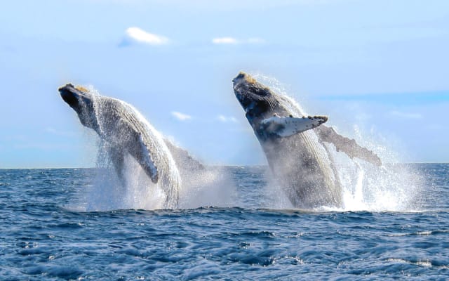 Luxury Catamaran Whale Watching Cabo San Lucas
