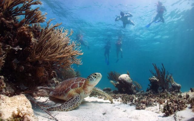 Cabo Pulmo Snorkel Expedition