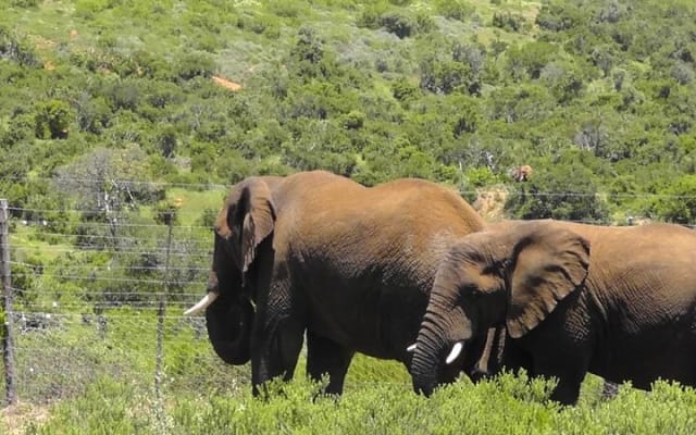 5-Day Garden Route tour from Port Elizabeth to Cape Town