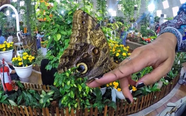 Dubai Butterfly Garden Combo + Qasr Al Watan
