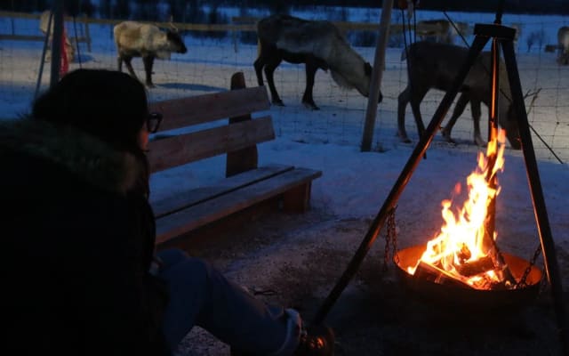 Tromsø: Reindeer Feeding & Sami Culture with Northern Lights Tour