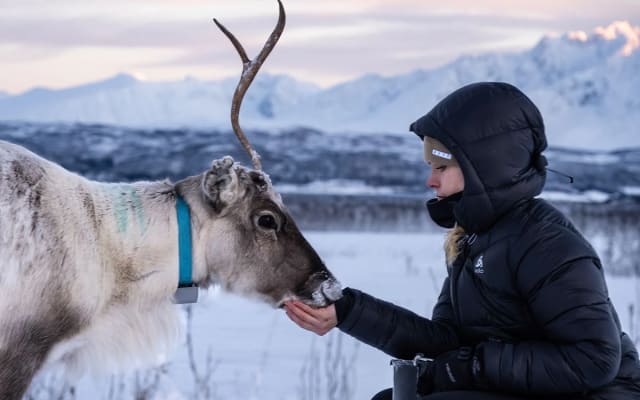 Tromsø: Reindeer Feeding and Sami Culture 1:00 PM Departure Tour