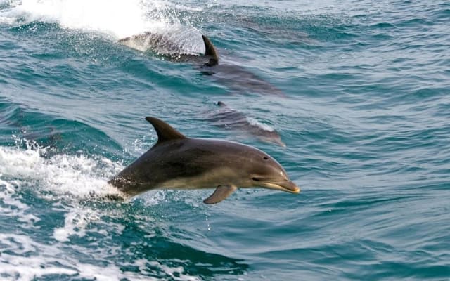 Port Stephens Dolphin Watching & Sandboarding Private Tour