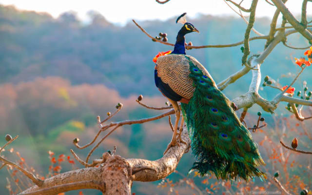 Andamanda Phuket + Phuket Bird Park Combo Ticket
