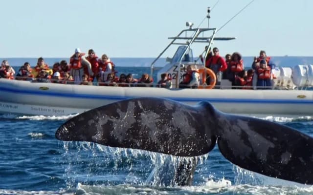 Navegación con Avistaje de Ballenas Puerto Pirámides