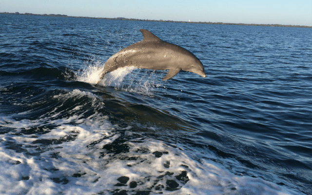 Dolphin Watching Tour from John's Pass Village & Boardwalk