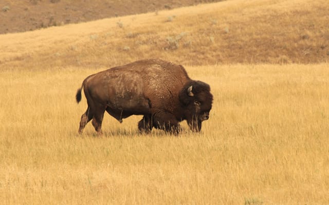 Badlands Wildlife Expedition Full-Day Tour