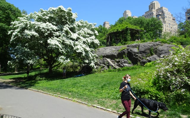 Central Park Private Tour