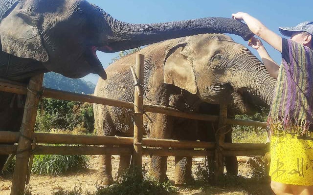 Elephant Sanctuary Tour in Chiang Mai