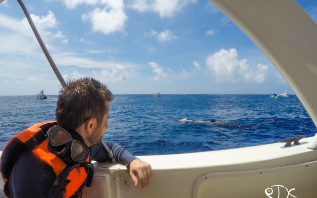 Swim with Whale Sharks in Cancun