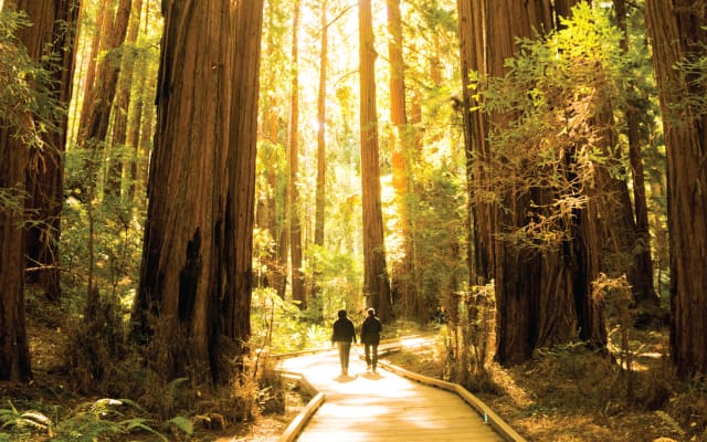Muir Woods & Sausalito Tour