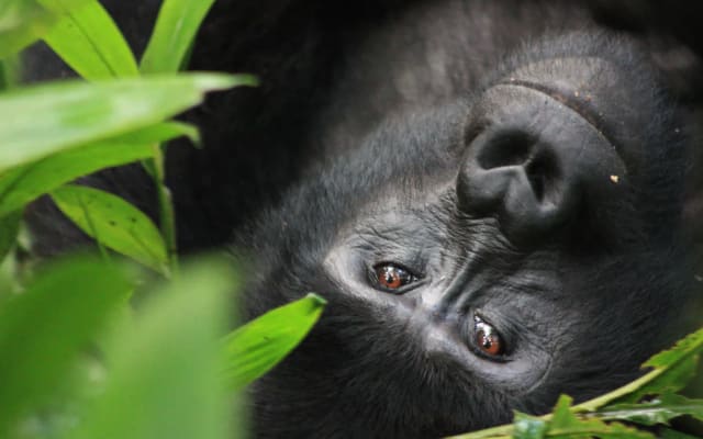 3 Days Fly-in Safari: Virunga Gorilla Trekking