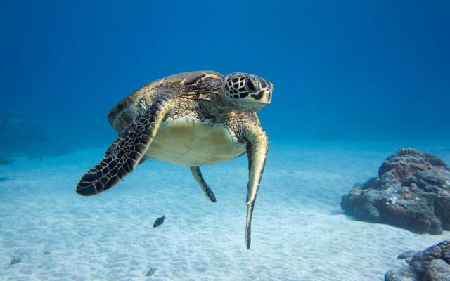 Molokini Wild Side Snorkel