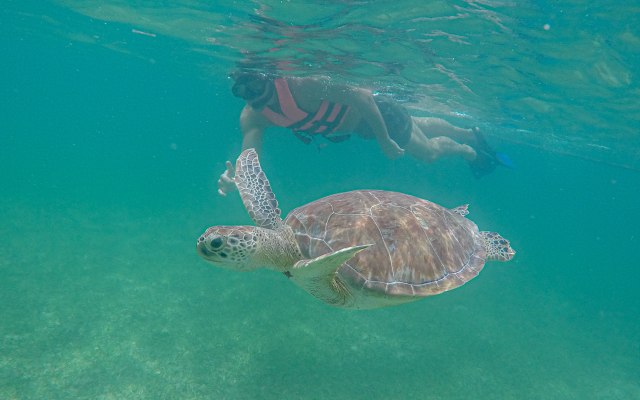 Private Sea Turtle Swim & Mayan Underworld Exloration