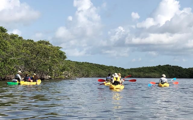 Kayak The Mangroves