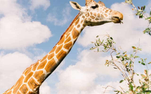 Wild About Florida with Safari Park Admission