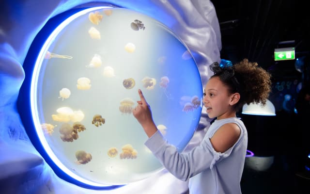 London Eye + Madame Tussauds London + SEA LIFE London Aquarium