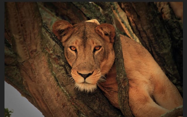 14 Days Uganda Gorillas And Adventure Safari