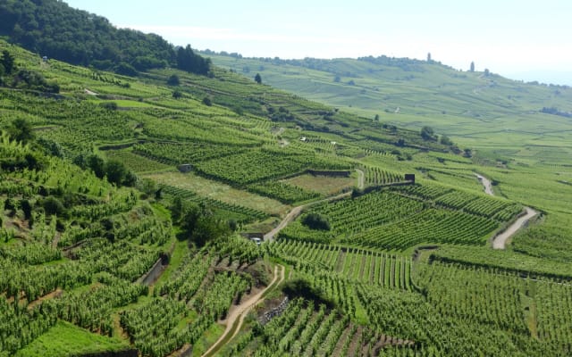 Alsace Grands Crus Private Wine Tour from Colmar