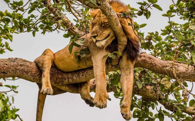 4 Days Fly-in Safari: Gorillas & Lions in Trees
