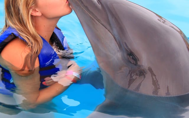Swim with the Dolphins in Puerto Vallarta