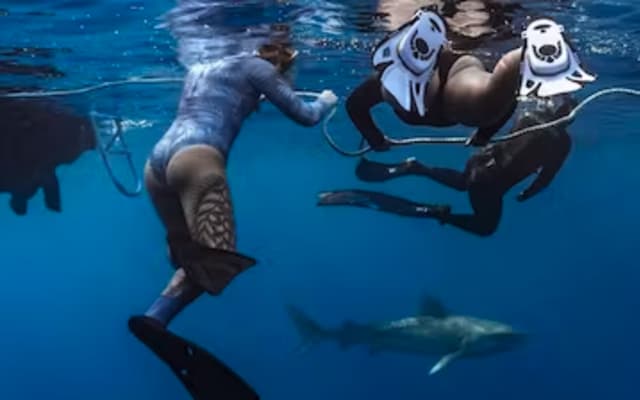 Deep Water Snorkel w/ Sharks: Cageless 