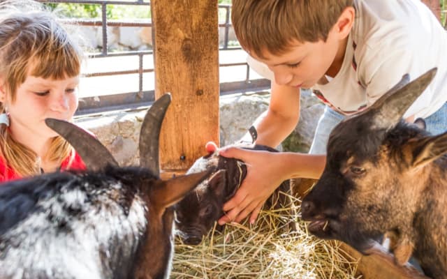 Little Farm Friends Experience