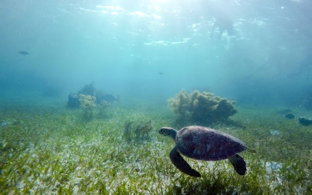 Private Puerto Morelos Reef Snorkeling