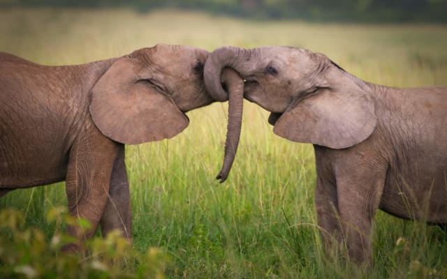 5-Day Mid Range Tour, Manyara, Serengeti & Ngorongoro 
