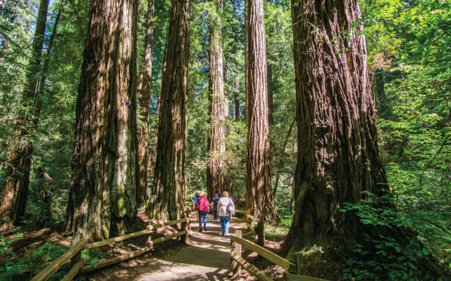 City & Woods (1-Day Hop-On Hop-Off & Muir Woods)