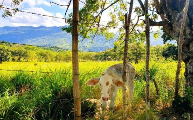 Puerto Plata Trekking – Experience of Nature and Folklore - main image