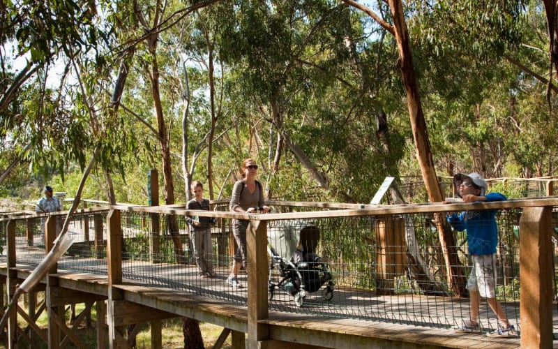 Phillip Island: Penguin Parade & Koala Tour - main image