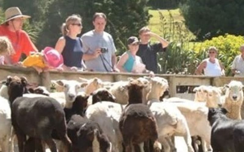 Auckland Sheep Farm Tour Experience - main image