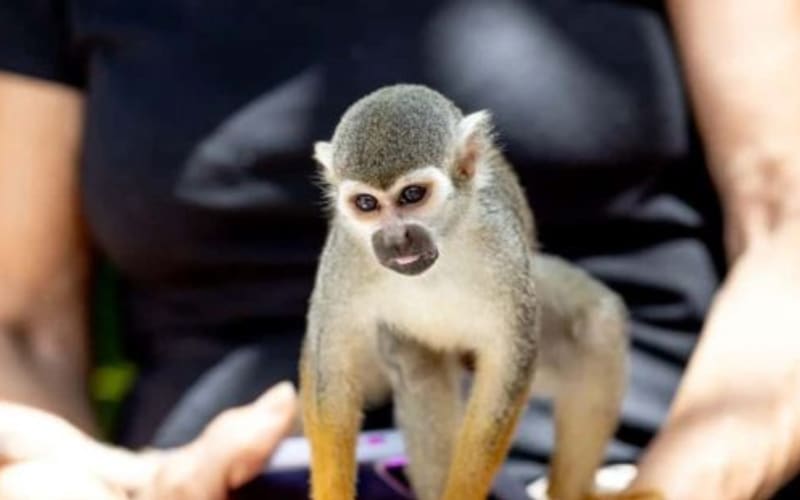 Punta Cana: Půldenní výlet do Monkeylandu s občerstvením a průvodcem - main image