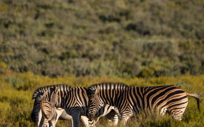 Aquila Horseback Safari - main image