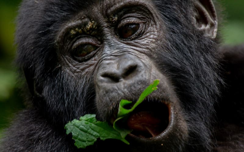 3 Days Gorilla Tracking Uganda - main image