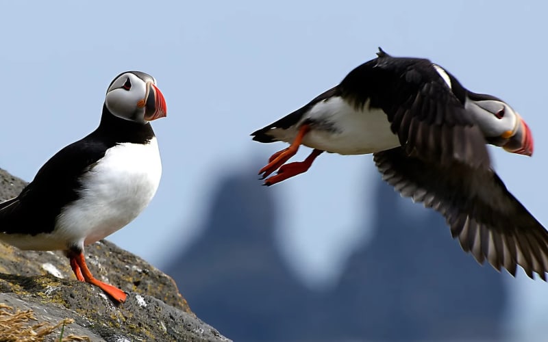 Puffin Tour by RIB Speedboat from Downtown Reykjavik - main image