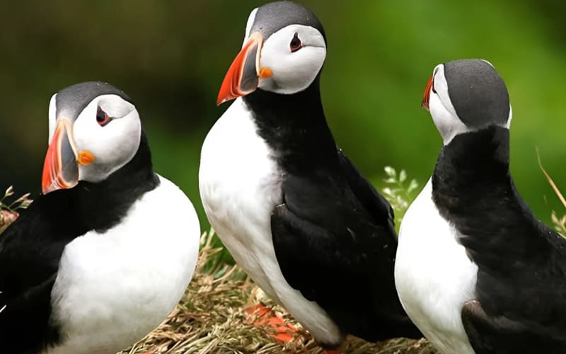 Sails & Seabirds: Puffin Voyage from Reykjavík - main image