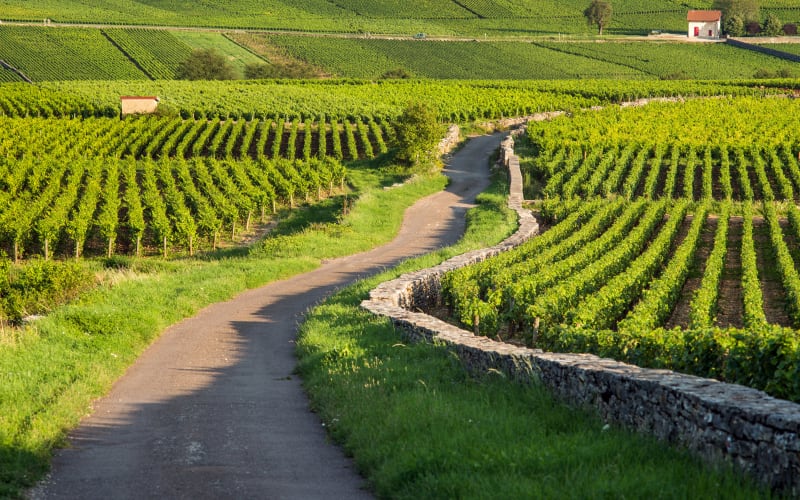 Winding country road lined with stone walls and green vineyards in Côte de Beaune, Burgundy, with small vineyard houses in the distance